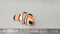 Printboy - Clown Fish - 3 Color - 37mm x 65mm x 32mm