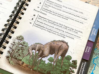 Wondrous Expeditions Forests - Pocket Guide (Hardcover)