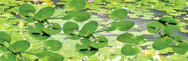 JTT Scenery Products 95537 - HO Scale - Lily Pads 3/4" 12/pk