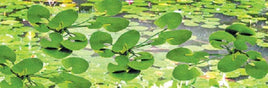 JTT Scenery Products 95538 - O Scale - Lily Pads 1-1/2" 9/pk
