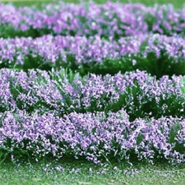 MP Scenery Products 70210 - Lavenders 5" x 6-1/8" sheet, 1/pk