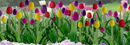 JTT Scenery Products 95555 - O Scale - Tulips 1" 36/pk